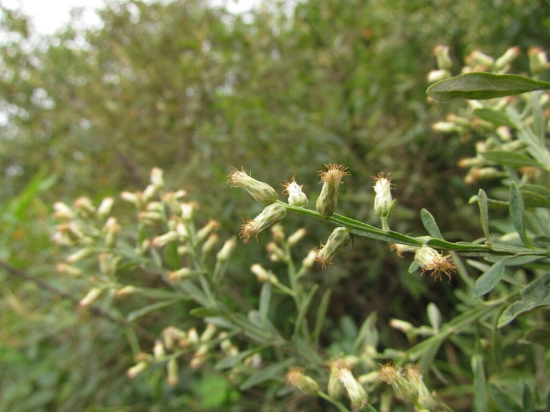 Baccharis regnellii