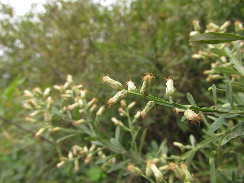 Baccharis regnellii photo 2
