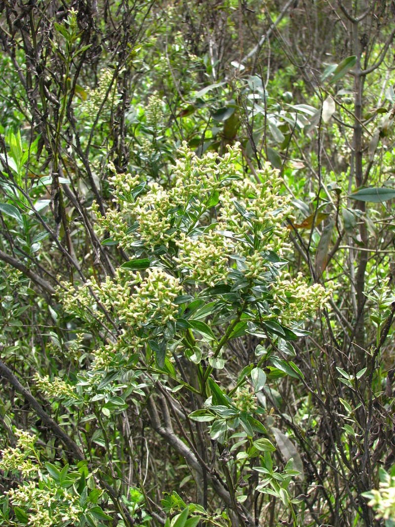 Baccharis regnellii photo 3