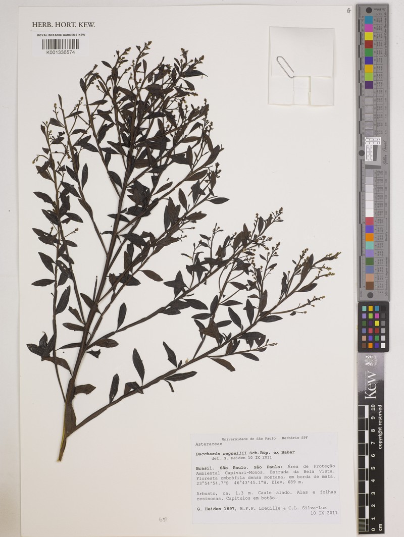 Baccharis regnellii photo 4