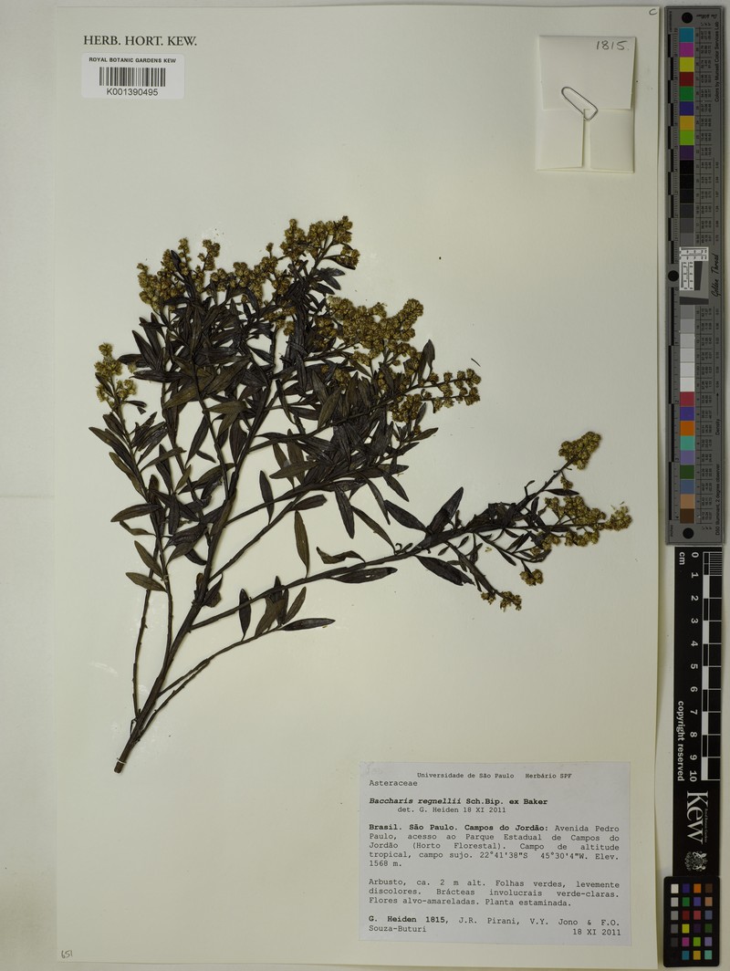 Baccharis regnellii photo 5