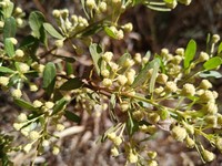 Baccharis reticularia