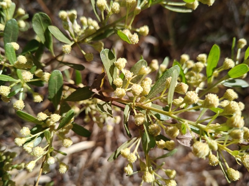 Baccharis reticularia