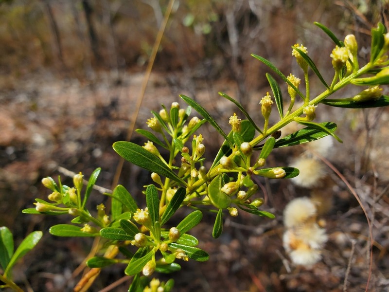 Baccharis reticularia photo 2