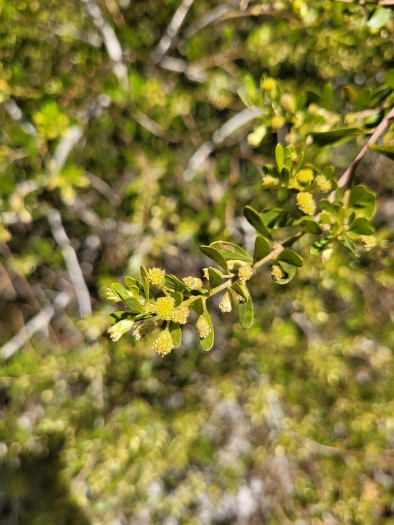 Baccharis reticularia photo 3