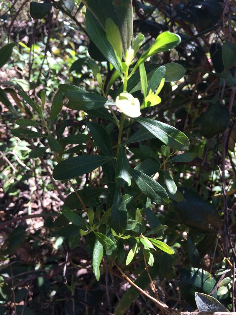Baccharis reticularia photo 4
