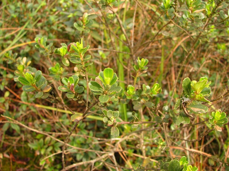 Baccharis reticularia photo 5