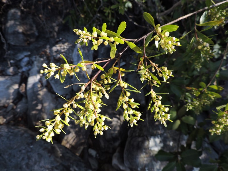 Baccharis reticularia photo 6