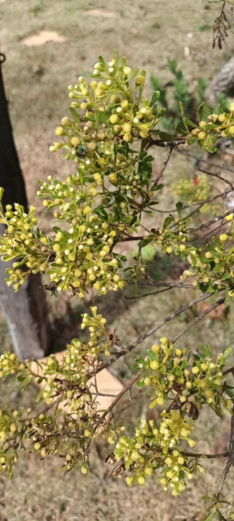 Baccharis reticularia photo 7