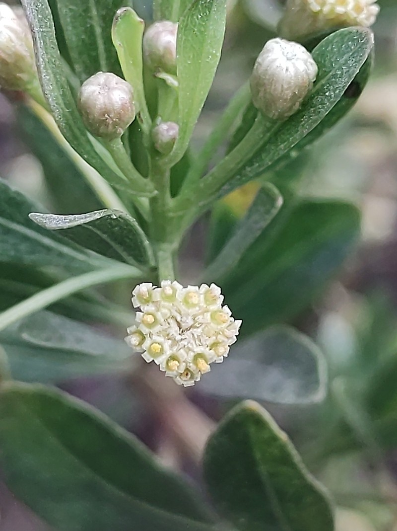 Baccharis reticularia photo 8