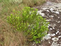 Baccharis reticularioides