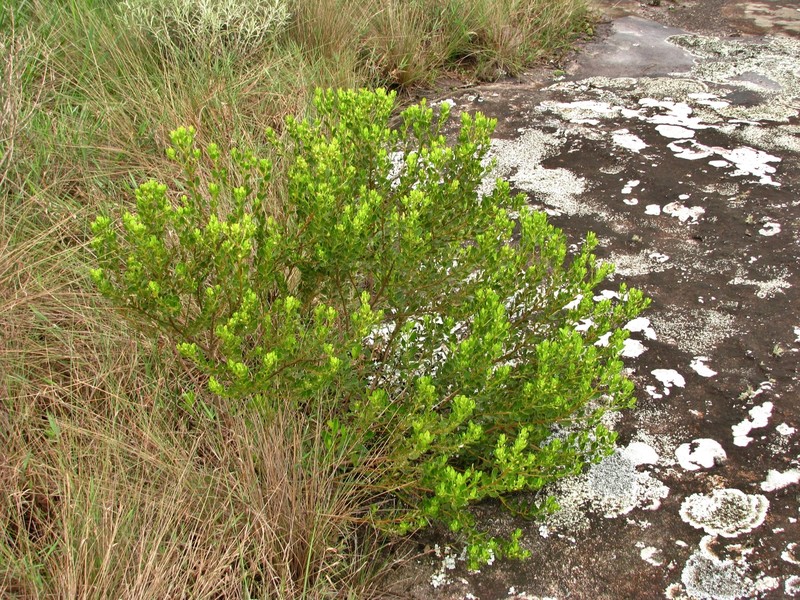 Baccharis reticularioides photo 2