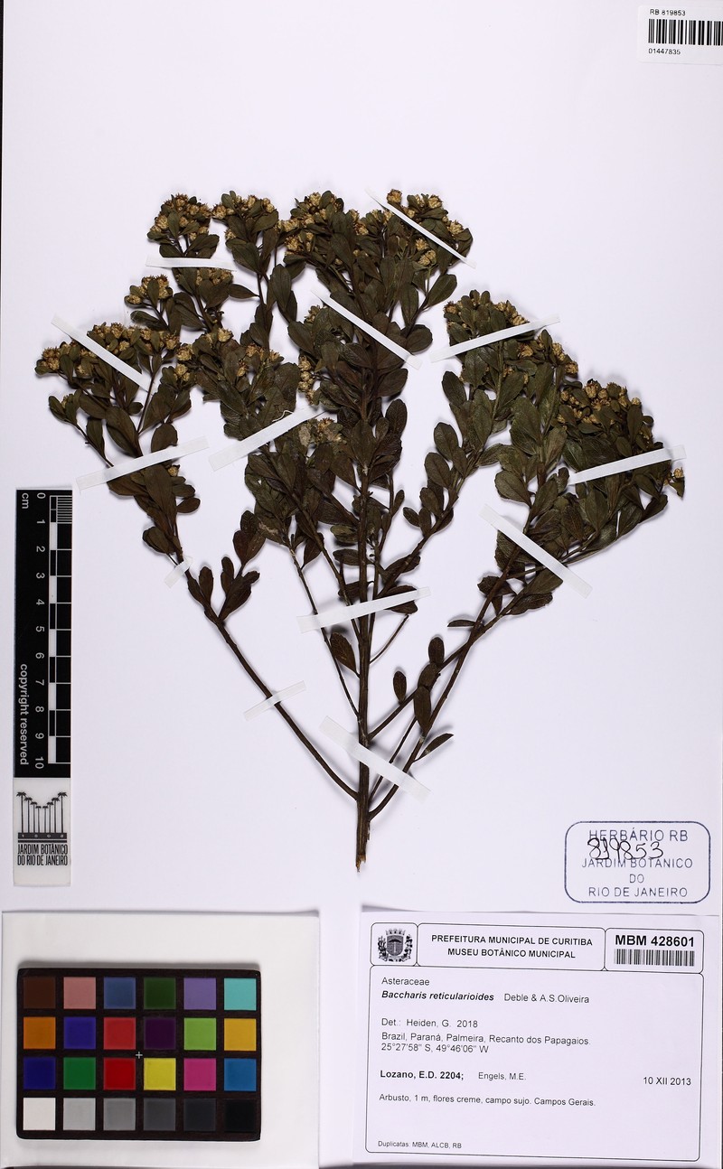 Baccharis reticularioides photo 3