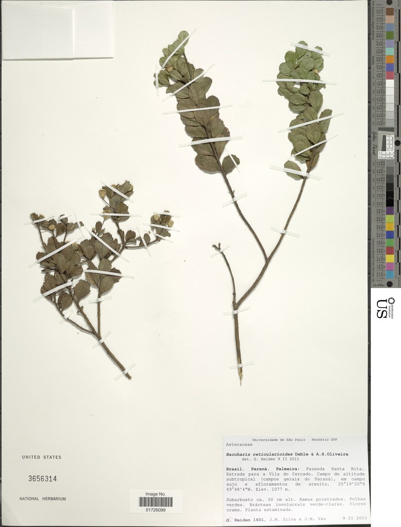 Baccharis reticularioides photo 4