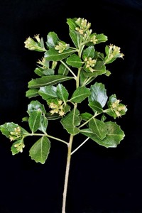 Baccharis retusa