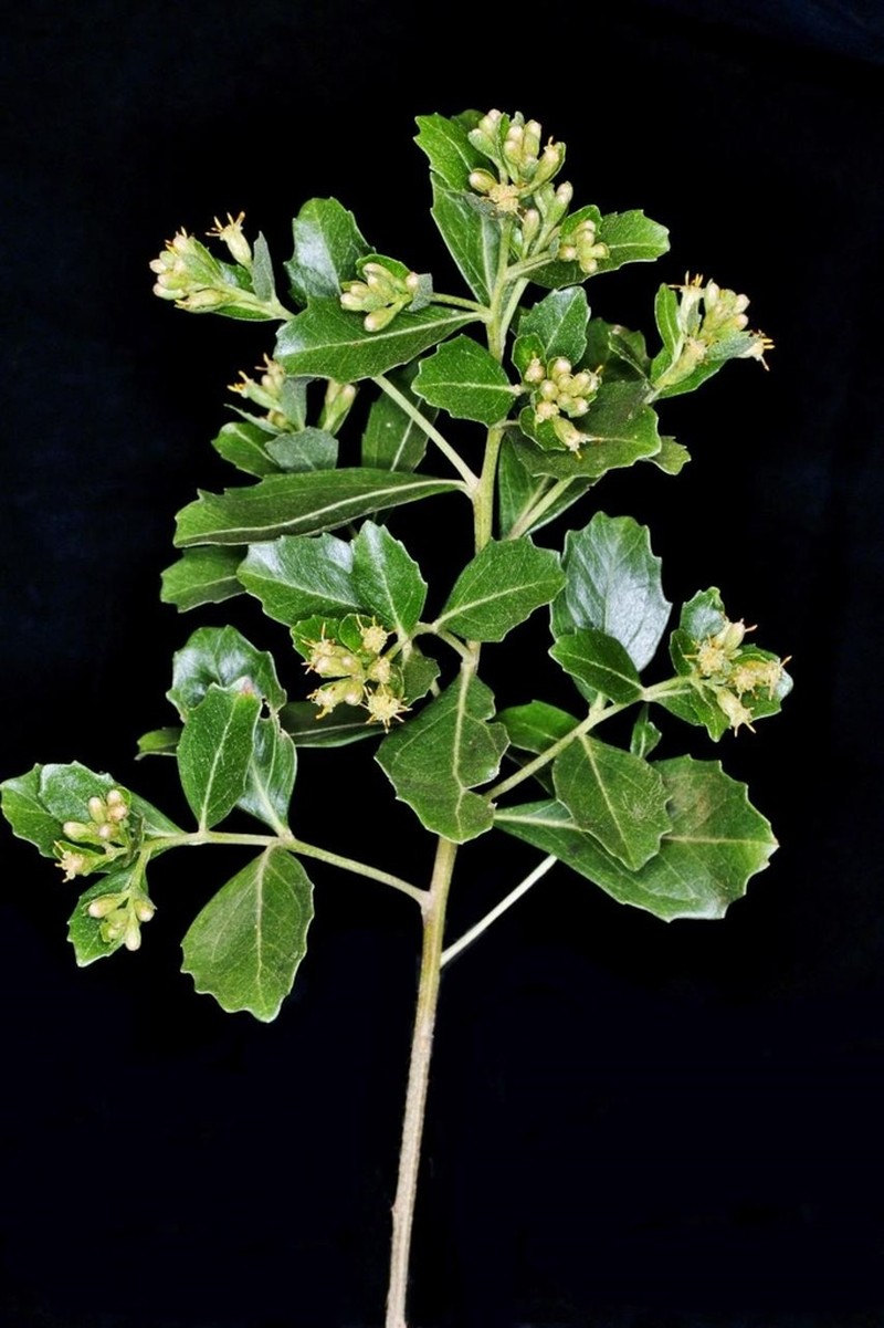 Baccharis retusa