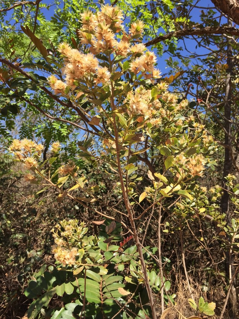 Baccharis retusa photo 2