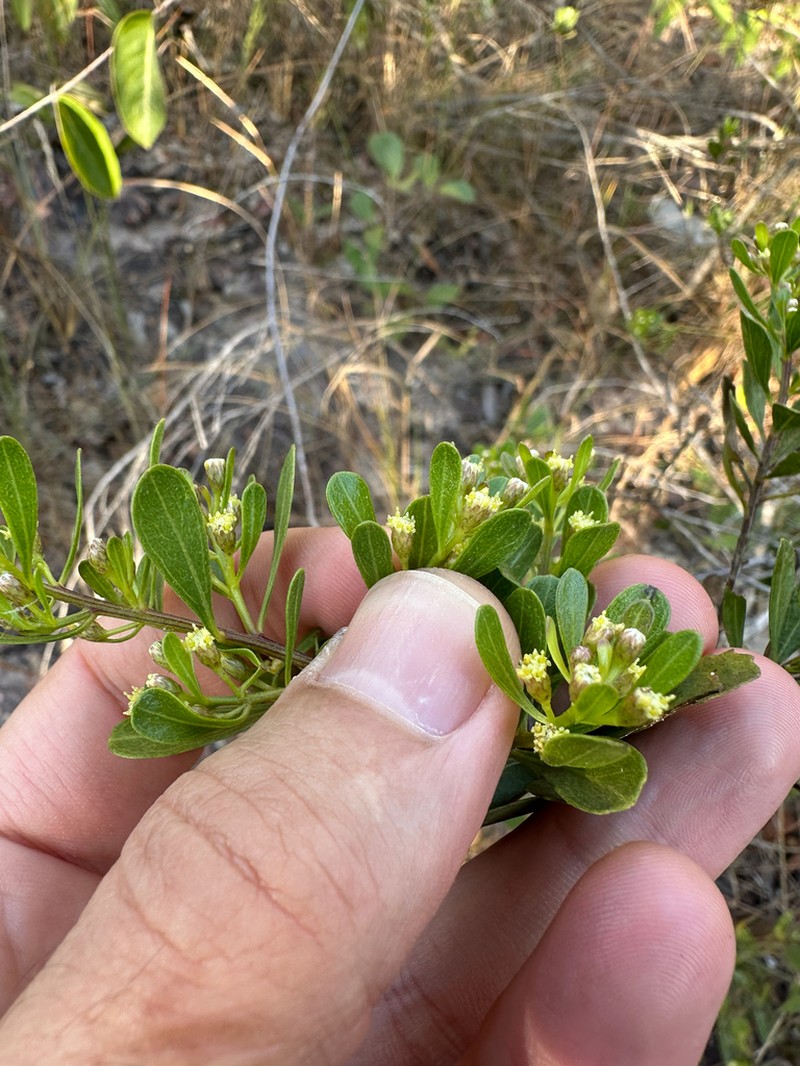 Baccharis retusa photo 3