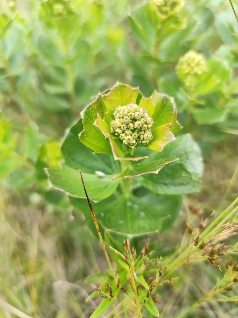 Baccharis retusa photo 4