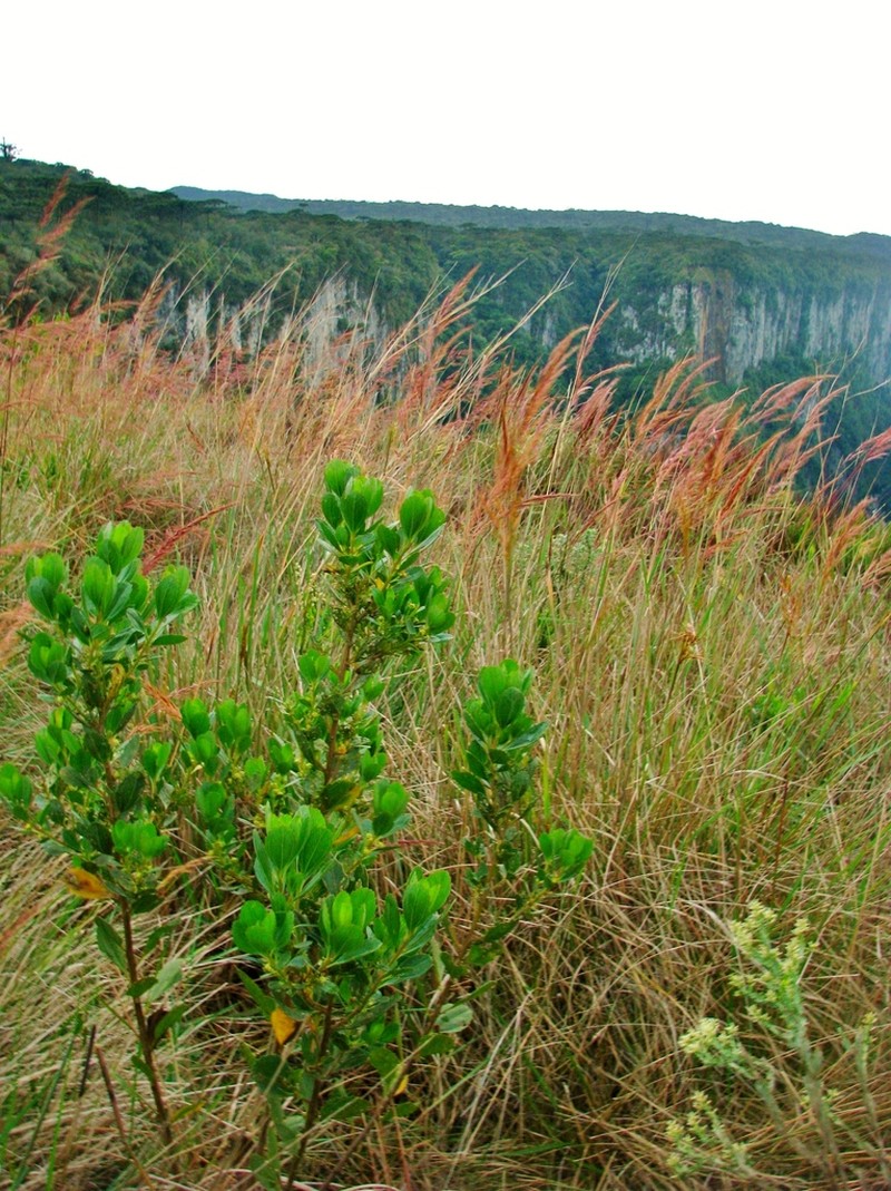 Baccharis retusa photo 5