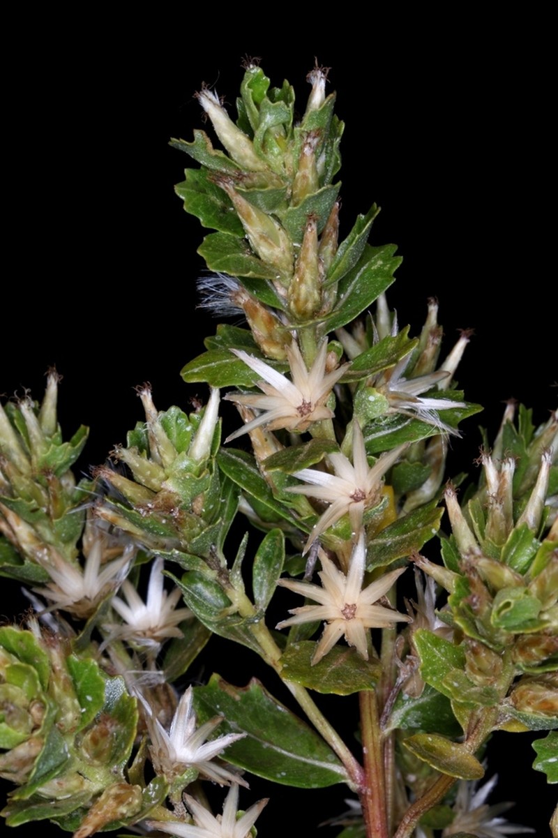 Baccharis retusa photo 6