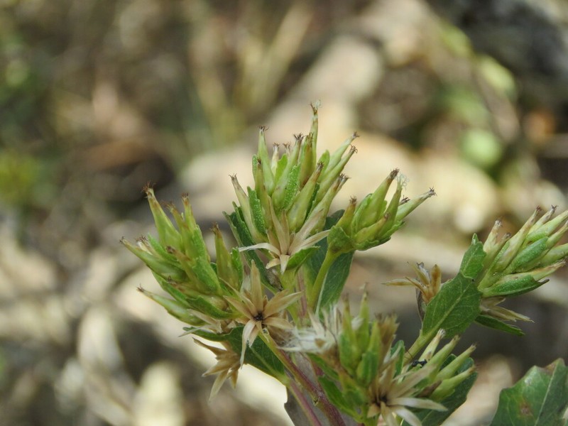 Baccharis retusa photo 7