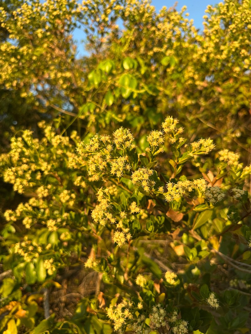 Baccharis retusa photo 8