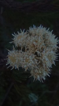 Baccharis revoluta