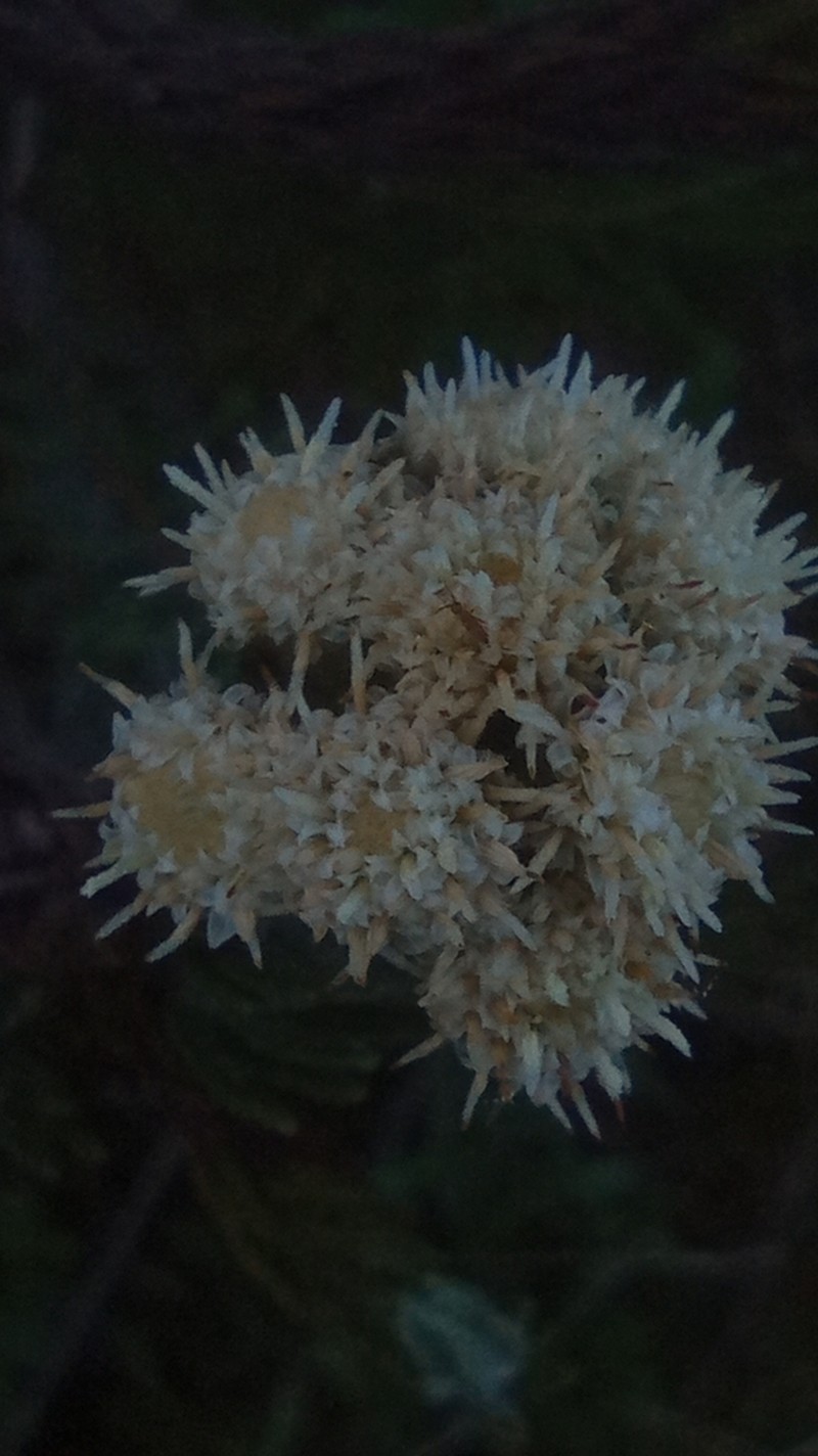 Baccharis revoluta
