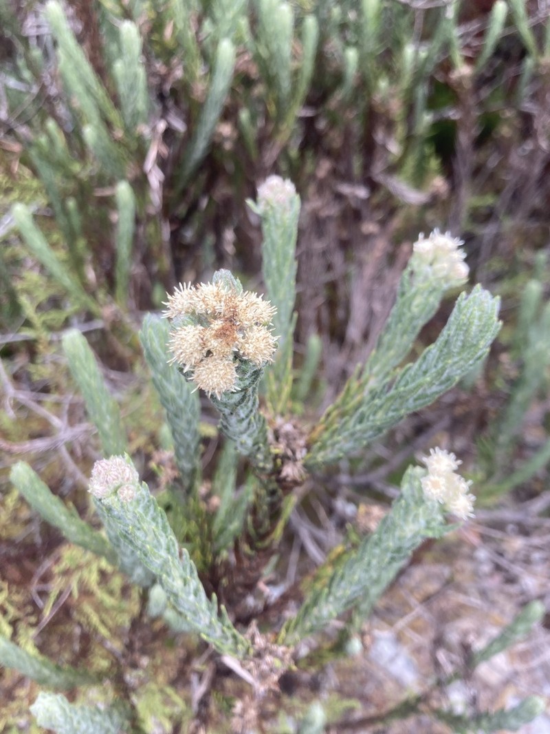 Baccharis revoluta photo 2