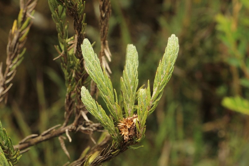 Baccharis revoluta photo 3