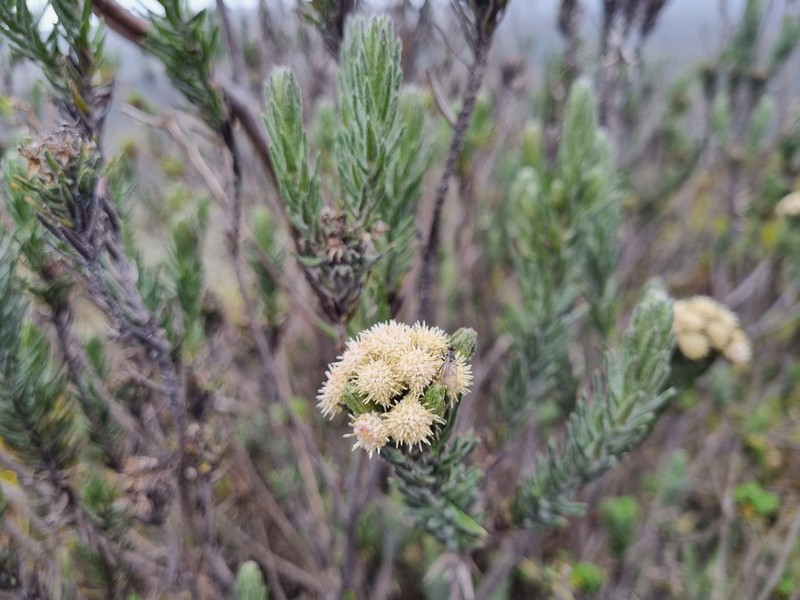 Baccharis revoluta photo 4