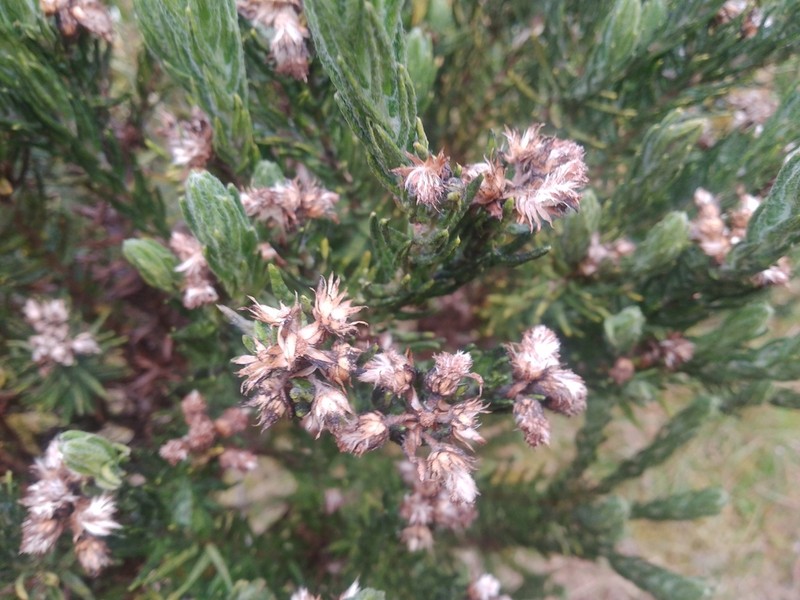 Baccharis revoluta photo 5