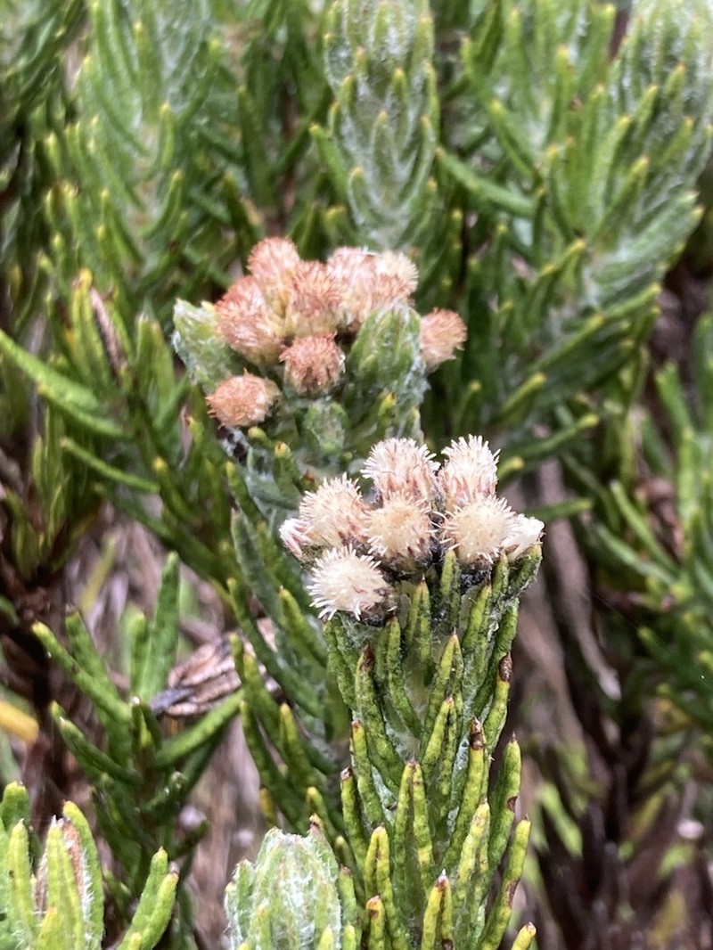 Baccharis revoluta photo 6