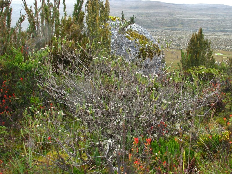 Baccharis revoluta photo 7