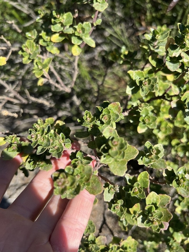 Baccharis rhomboidalis
