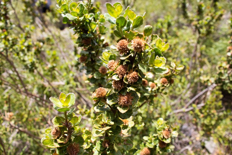 Baccharis rhomboidalis photo 2