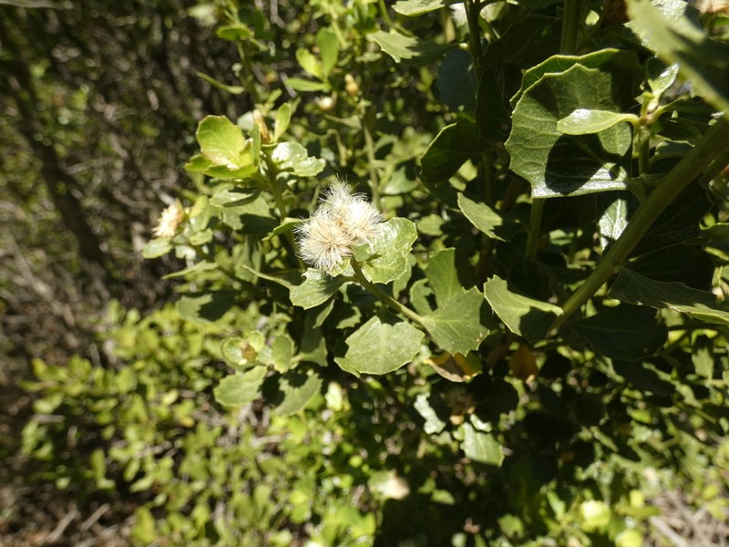 Baccharis rhomboidalis photo 3