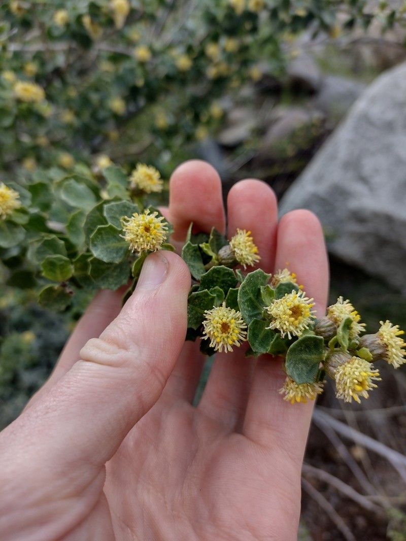 Baccharis rhomboidalis photo 4