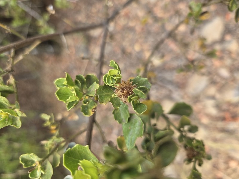 Baccharis rhomboidalis photo 5