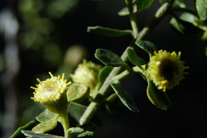 Baccharis rhomboidalis photo 6