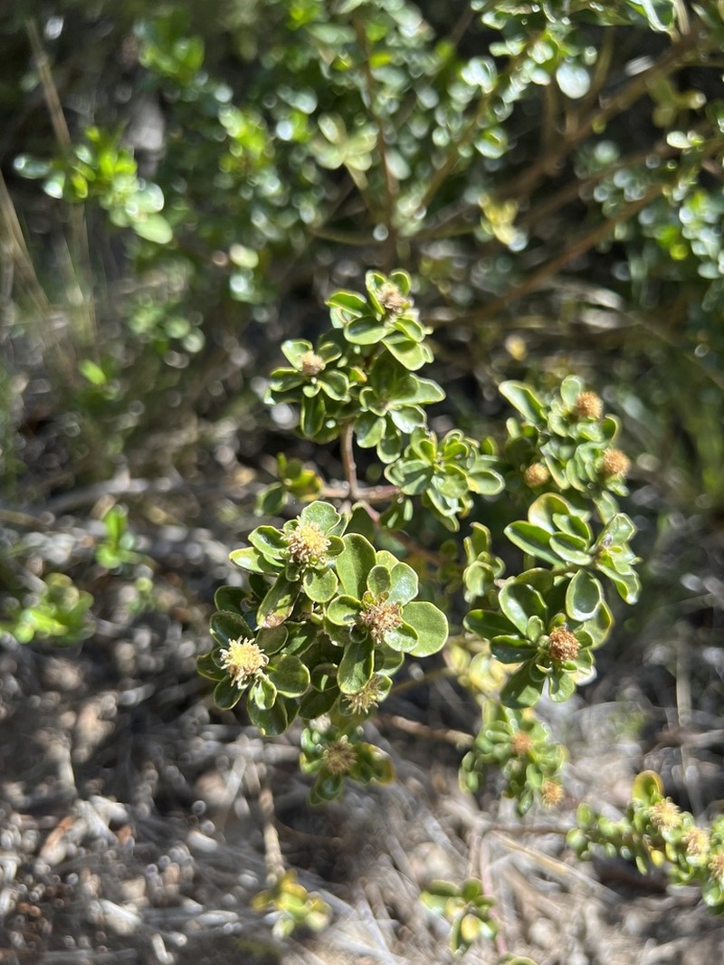 Baccharis rhomboidalis photo 7