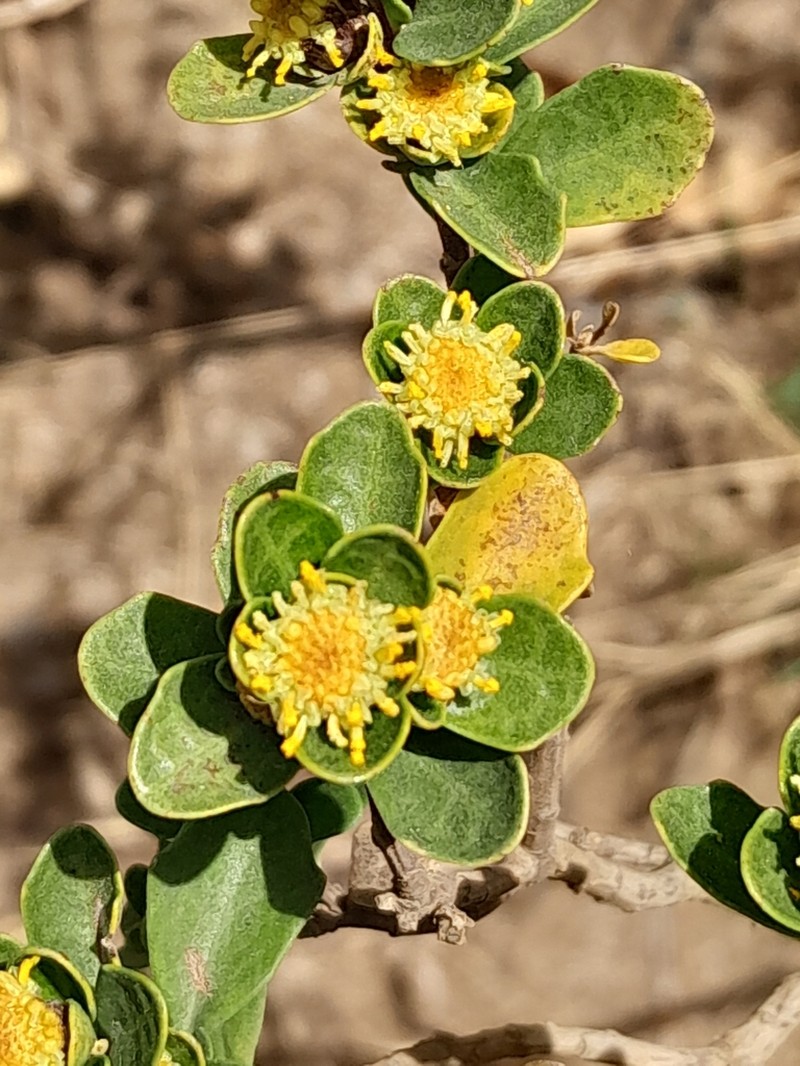 Baccharis rhomboidalis photo 8