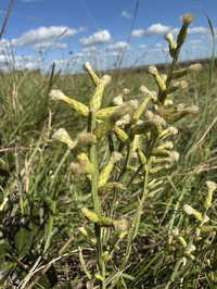 Baccharis riograndensis