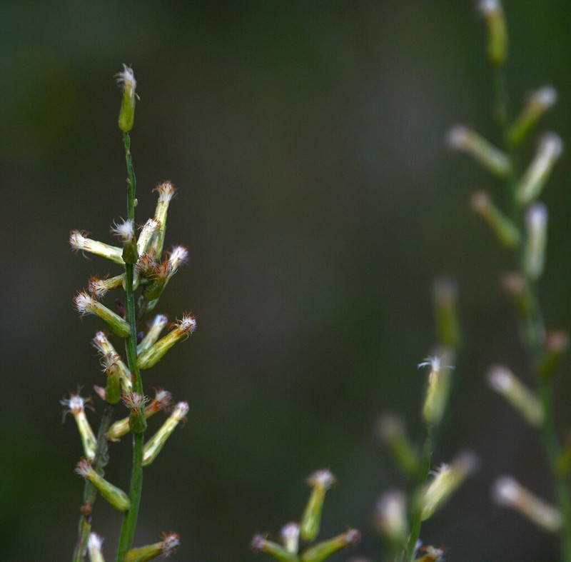 Baccharis riograndensis photo 2