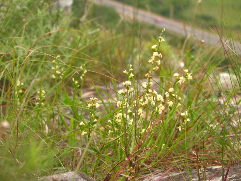 Baccharis riograndensis photo 3