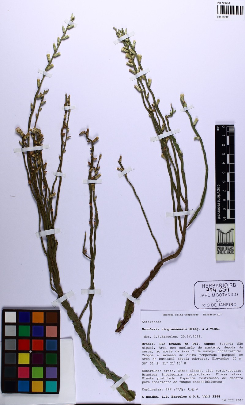 Baccharis riograndensis photo 6