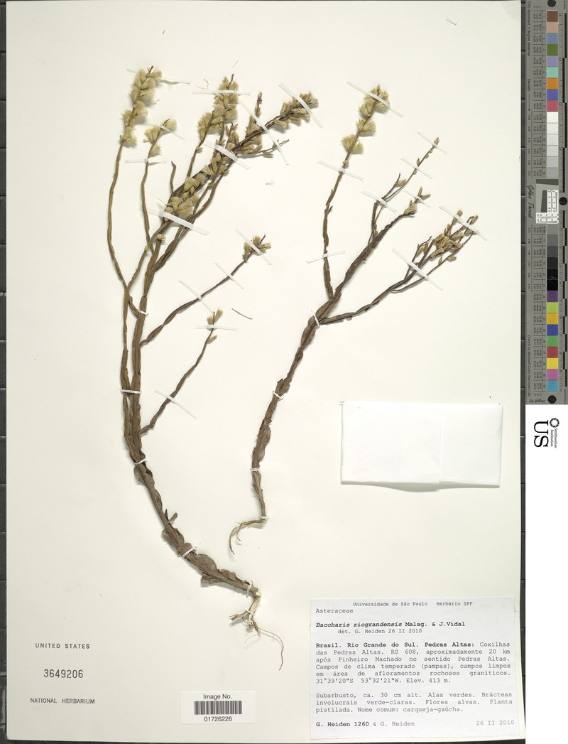 Baccharis riograndensis photo 7