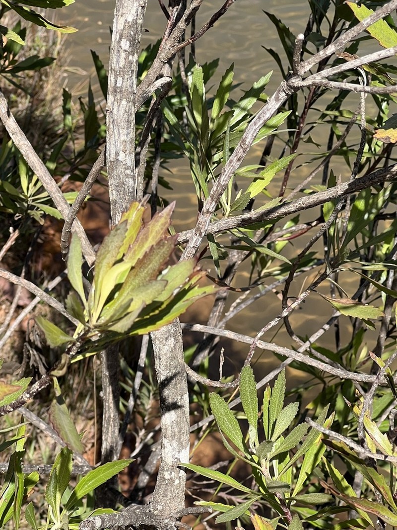 Baccharis rivularis