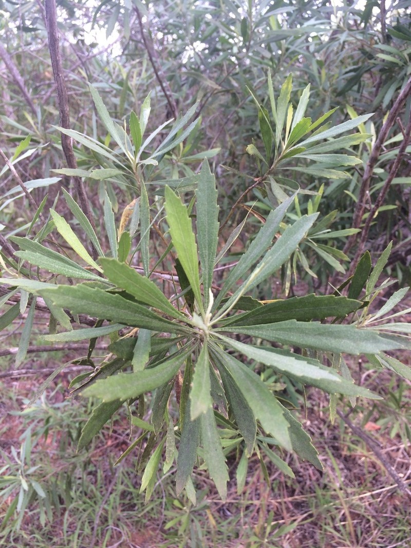 Baccharis rivularis photo 2